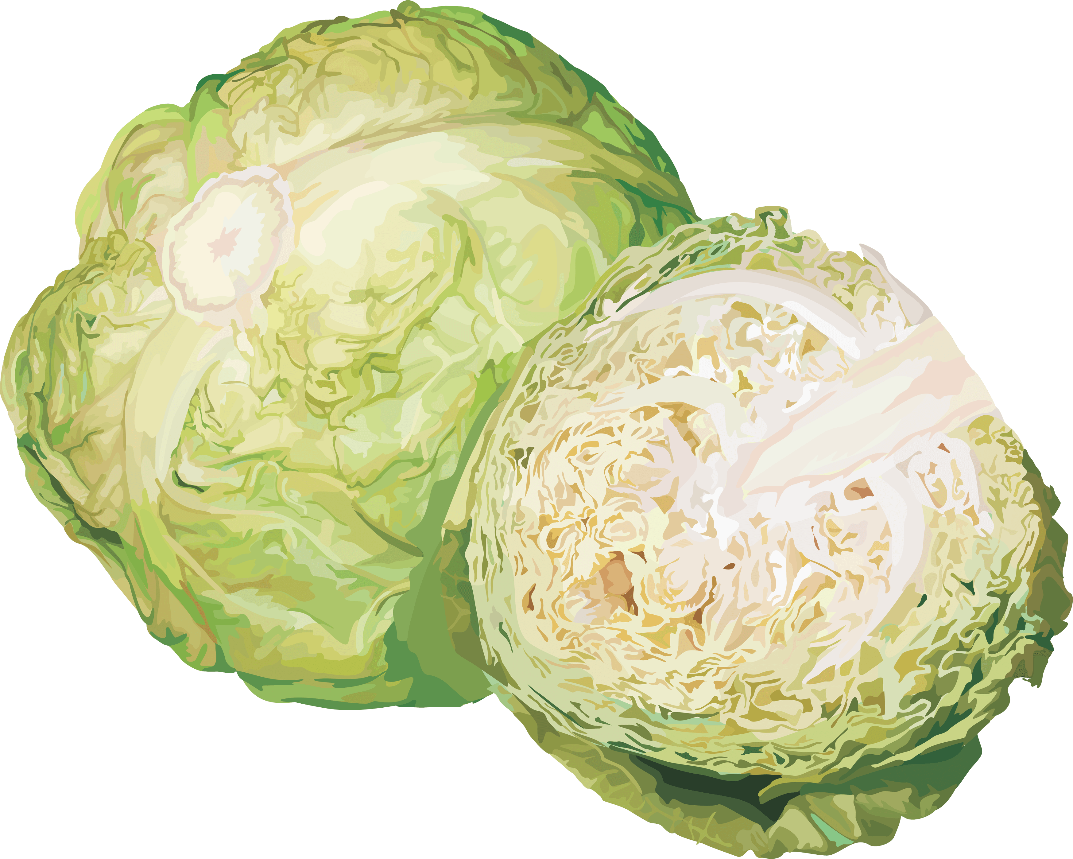 Cabbage Png Image PNG Image