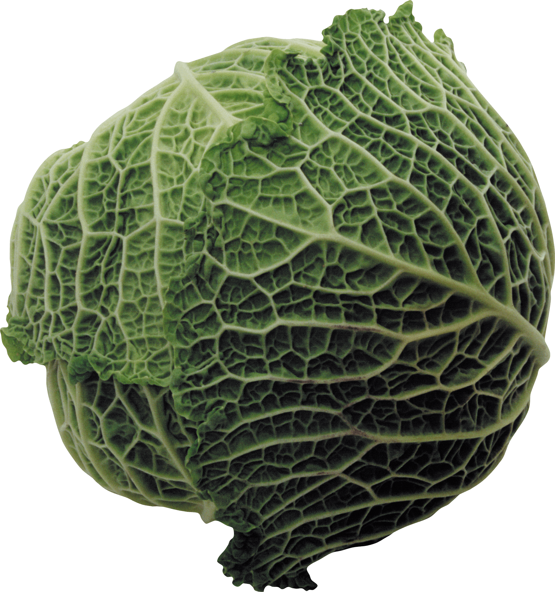 Cabbage Png Image PNG Image