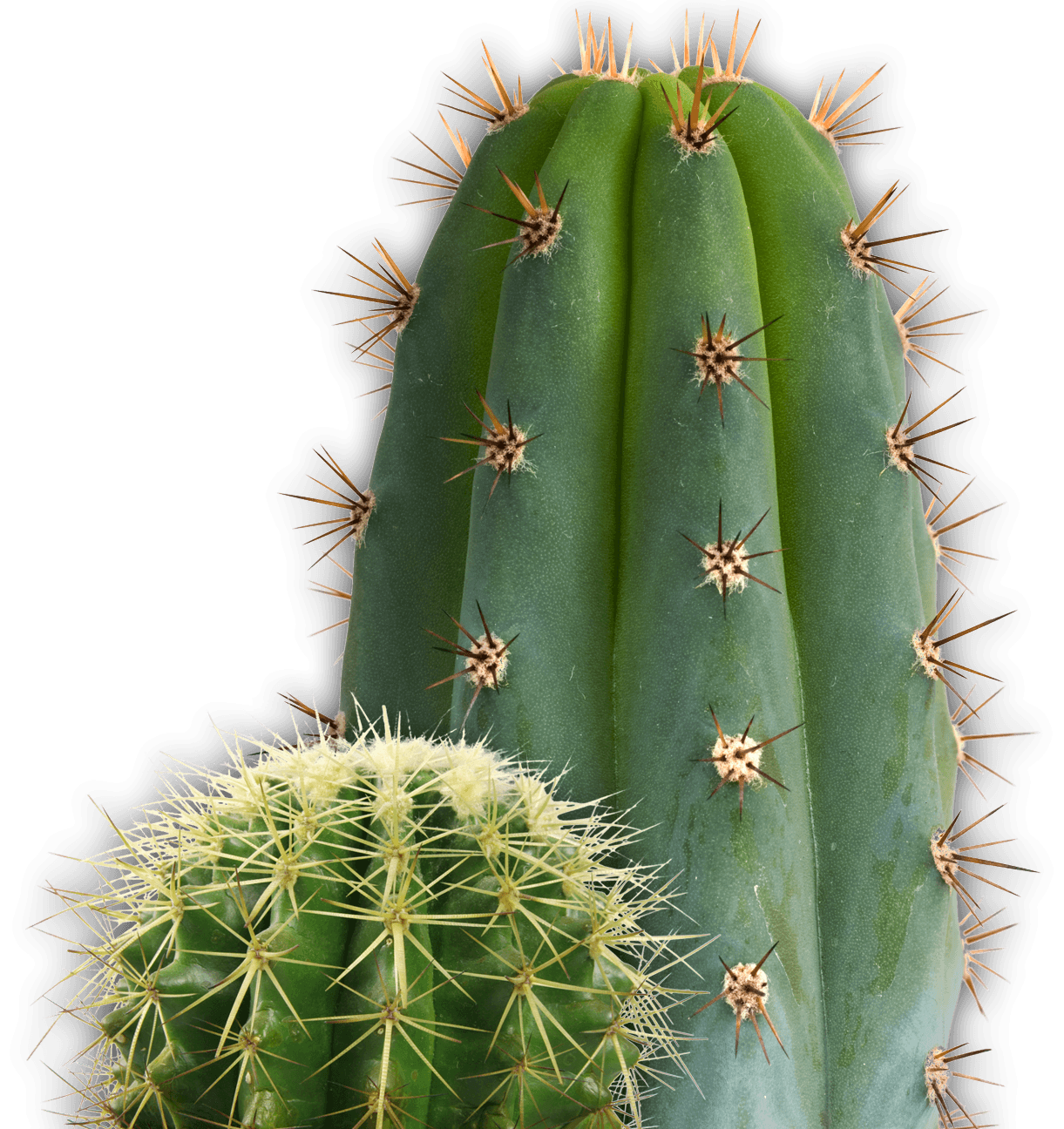 Cactus Png Image PNG Image