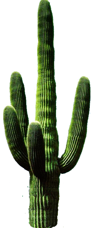 Cactus Png 11 PNG Image