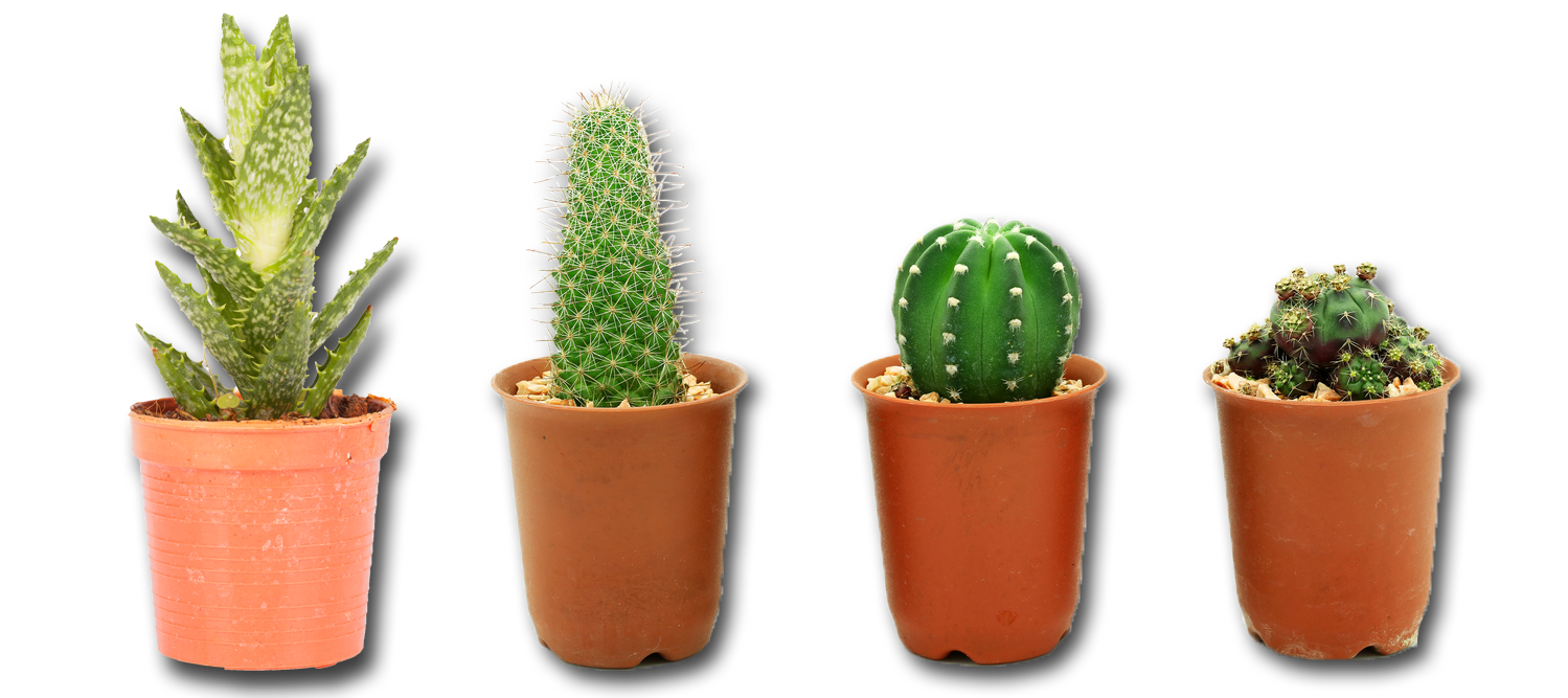 Vector Photos Plant Cactus Free HQ Image PNG Image