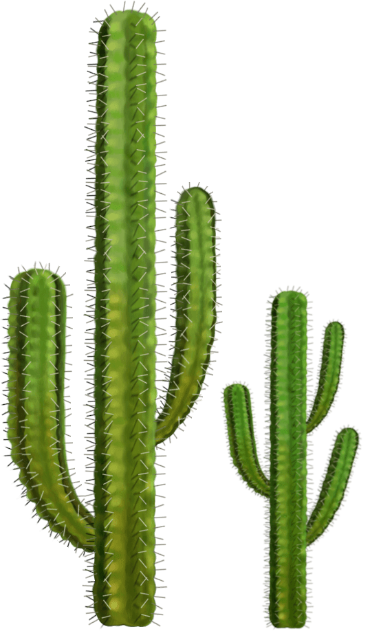 Cactus Prickle Free Transparent Image HD PNG Image