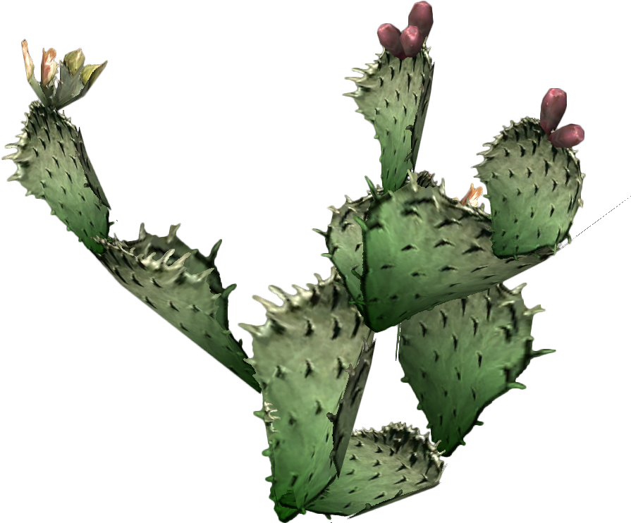 Photos Cactus Prickle PNG Image High Quality PNG Image