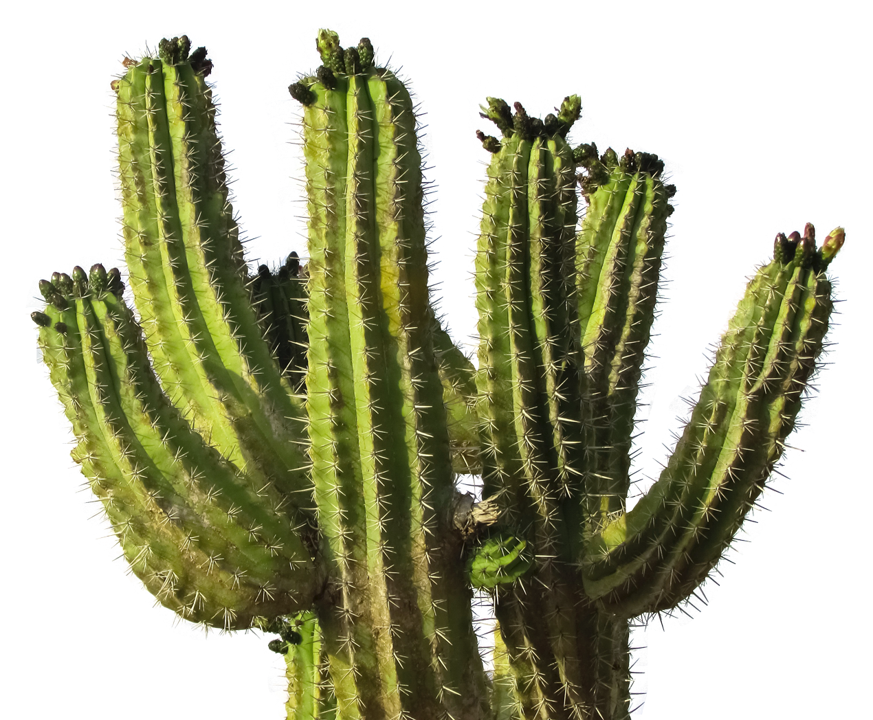 Cactus Prickle HD Image Free PNG Image