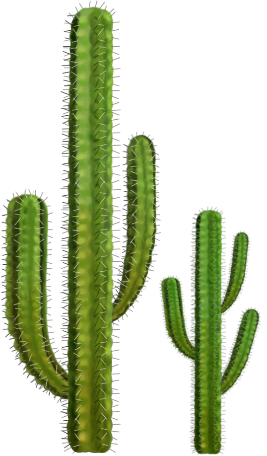Cactus Png 5 PNG Image