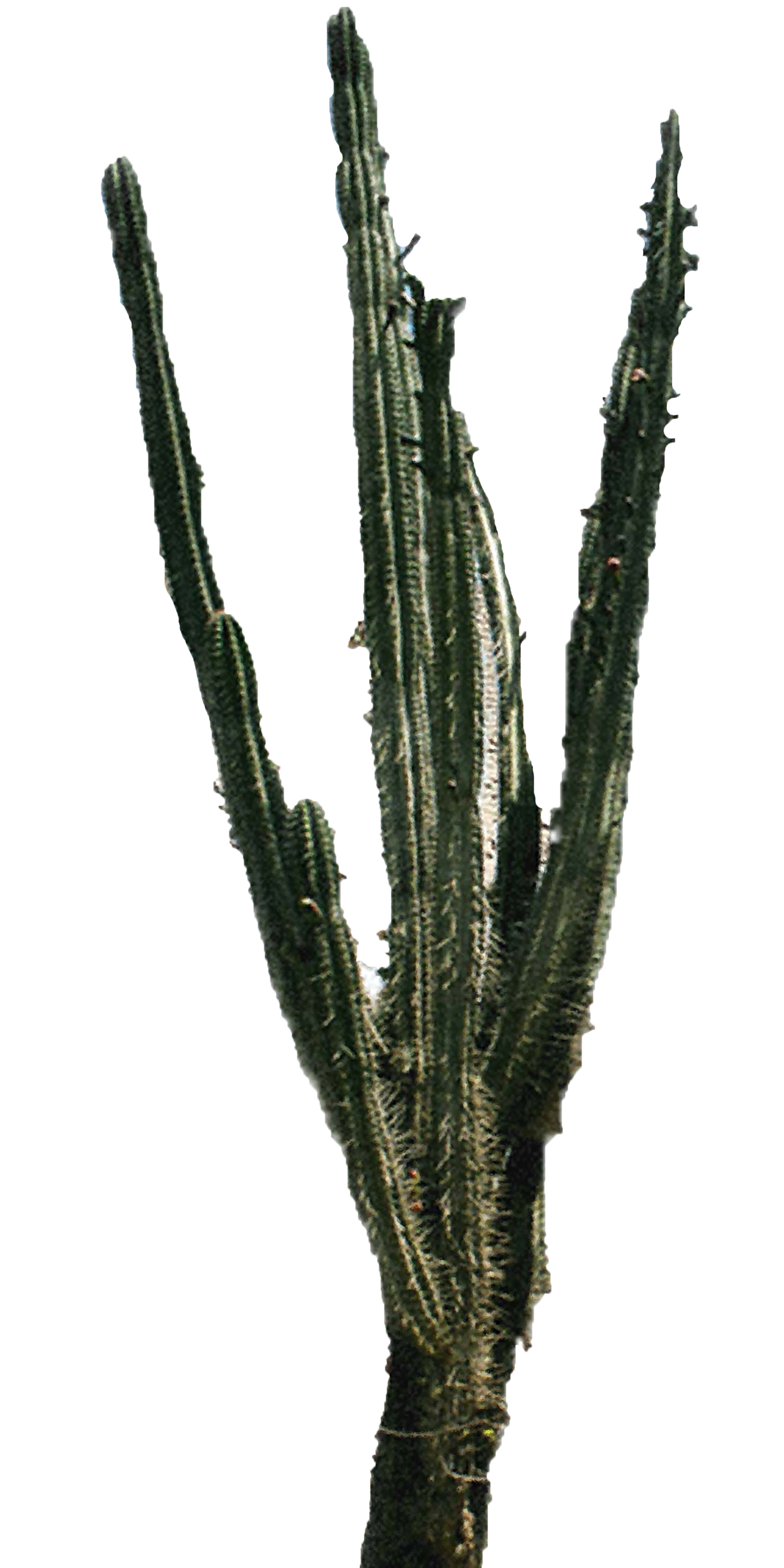 Cactus Png 2 PNG Image