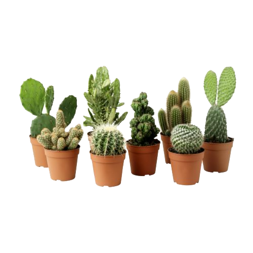 Cactus Plant Clipart PNG Image