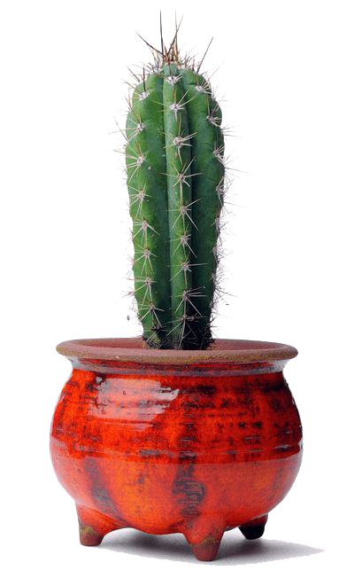 Cactus Plant File PNG Image