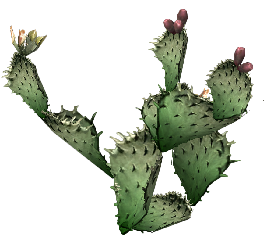Cactus Png 9 PNG Image