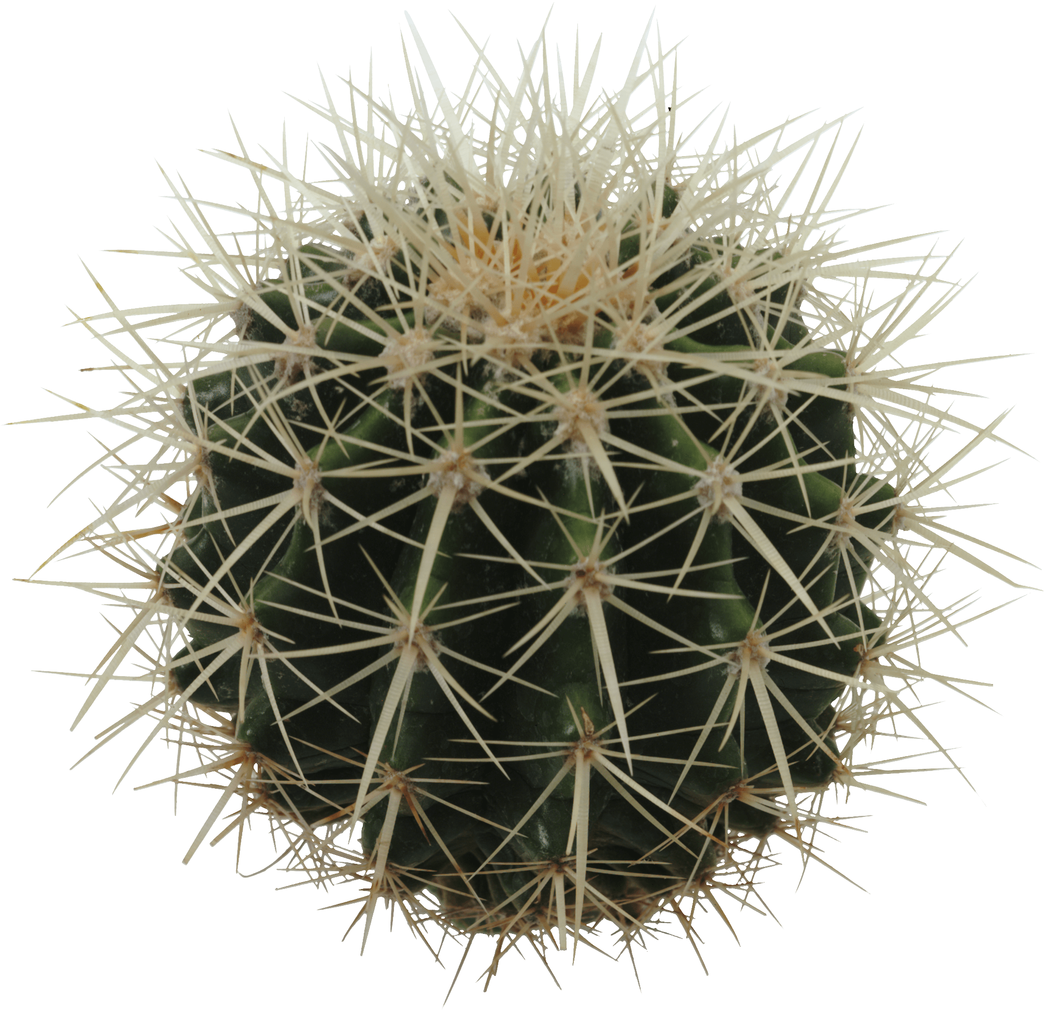 Cactus Png Image PNG Image