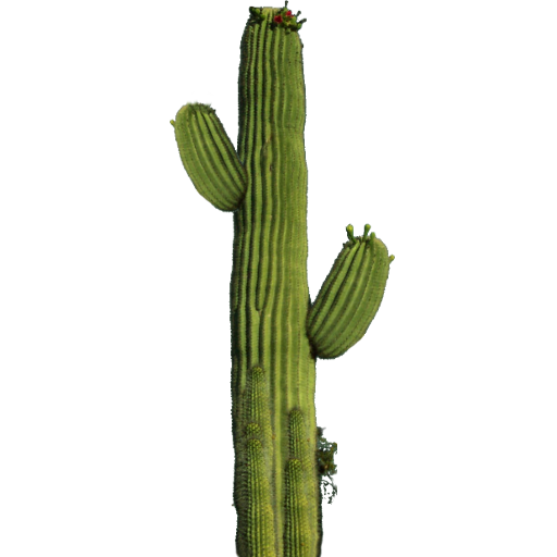 Cactus Png 10 PNG Image