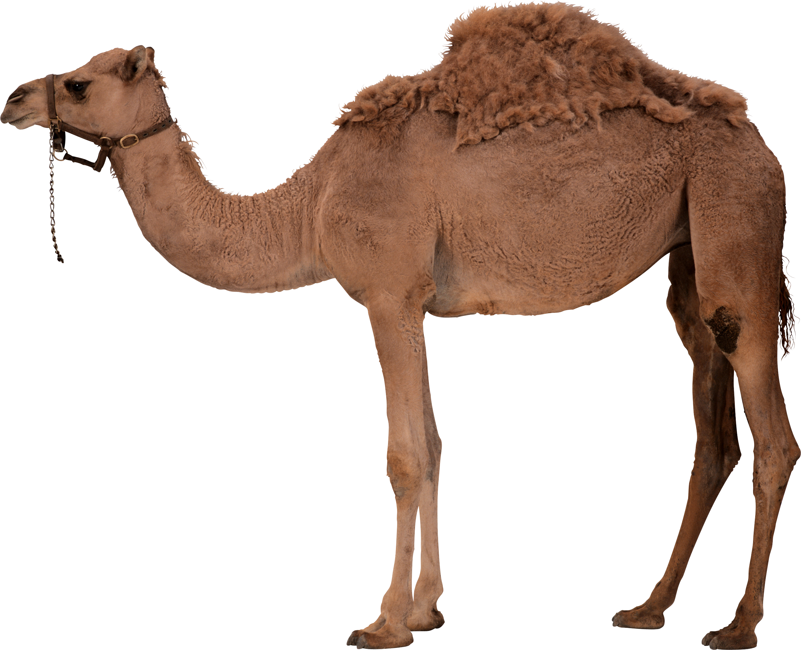 Camel Png 7 PNG Image