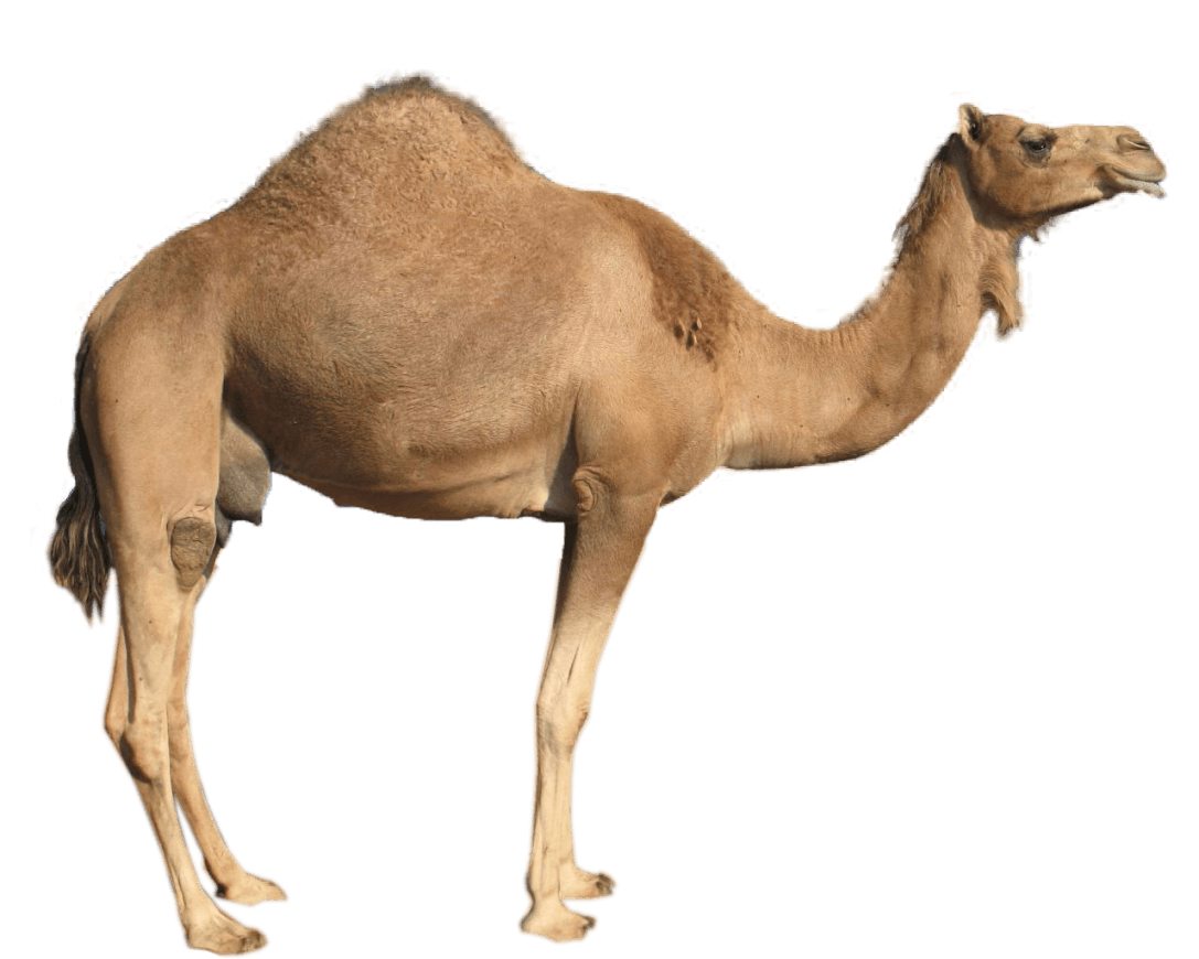 Camel Png Image PNG Image