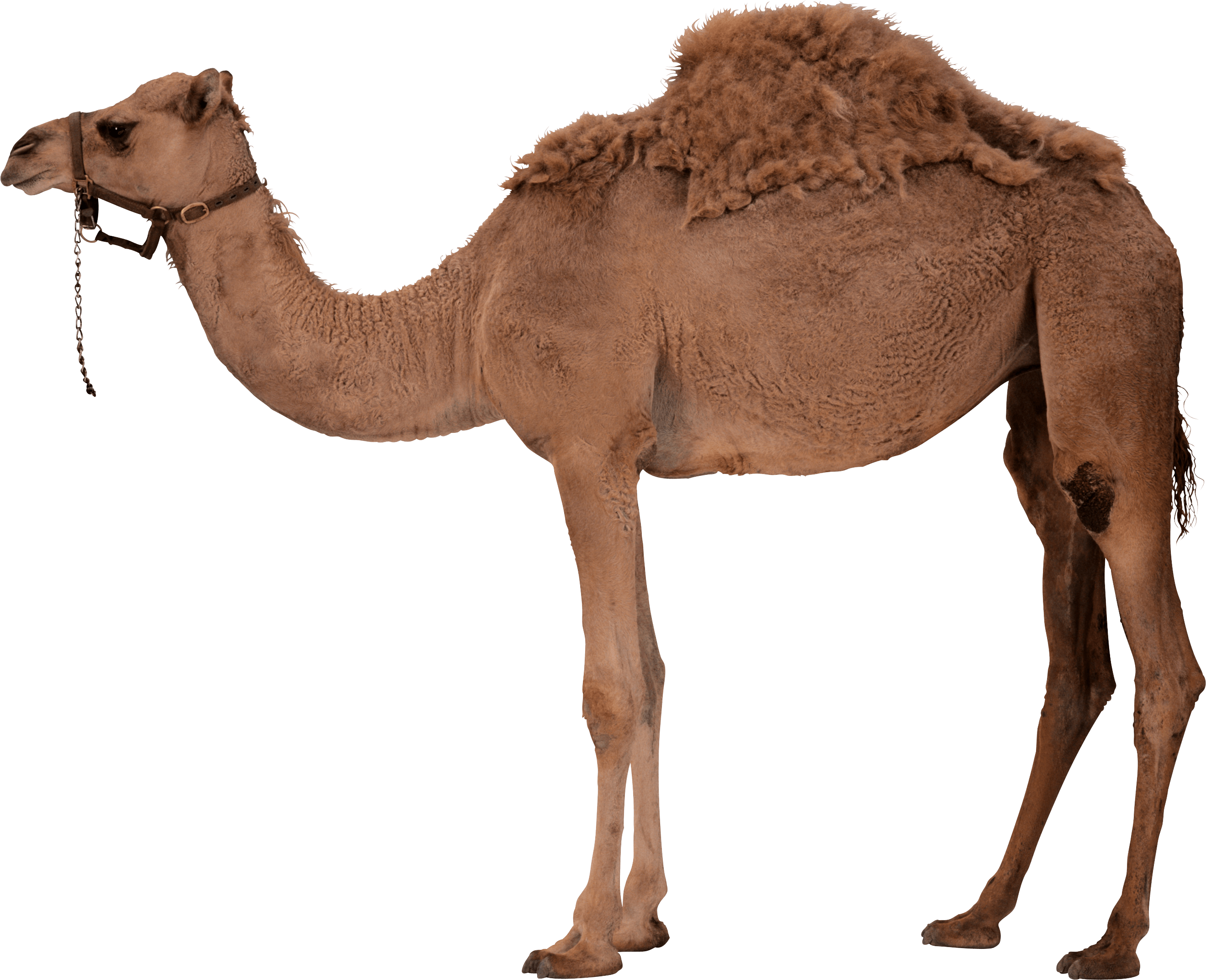 Camel Png Image PNG Image