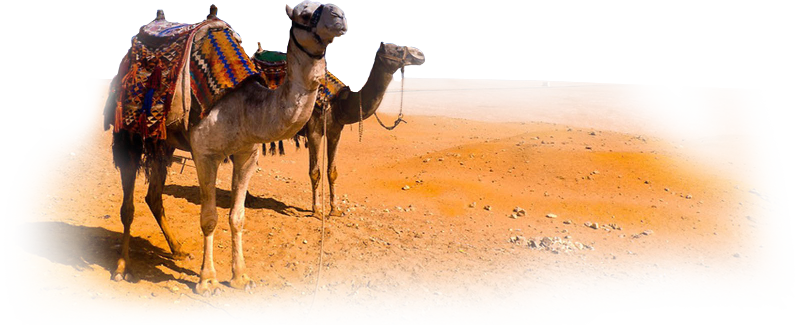 Camel Clipart PNG Image