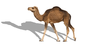 Camel Image PNG Image