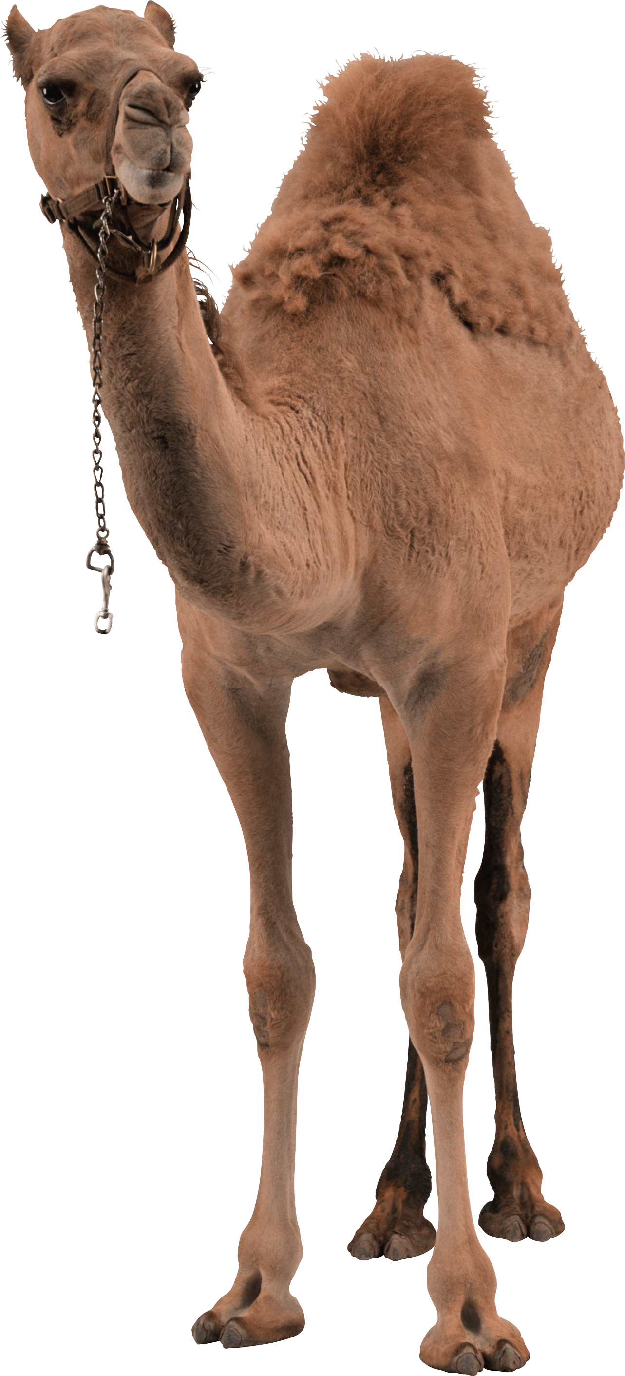 Camel Png Image PNG Image