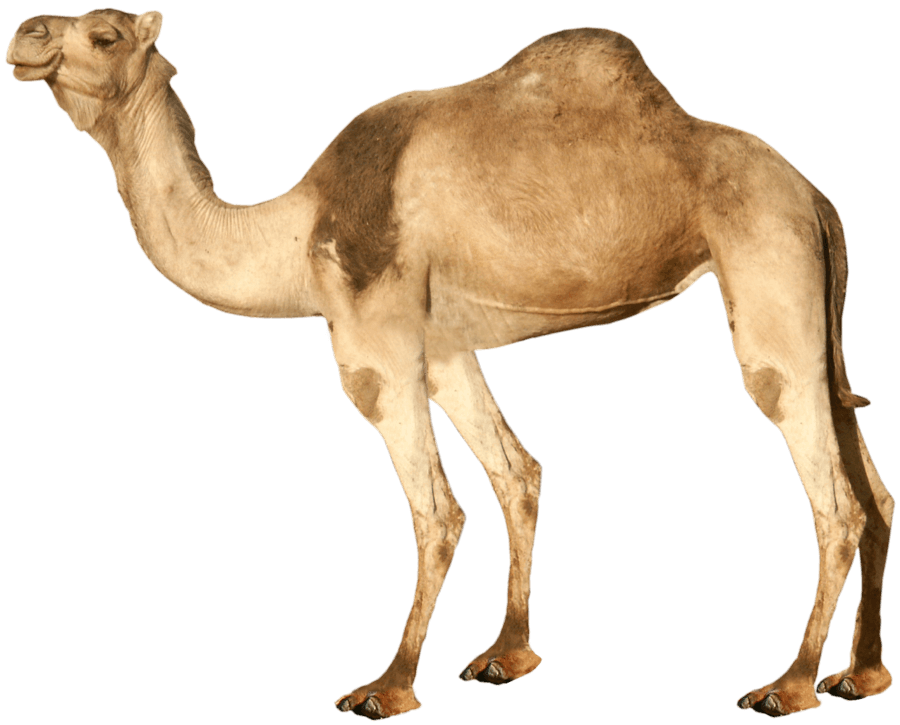 Camel Png Image PNG Image