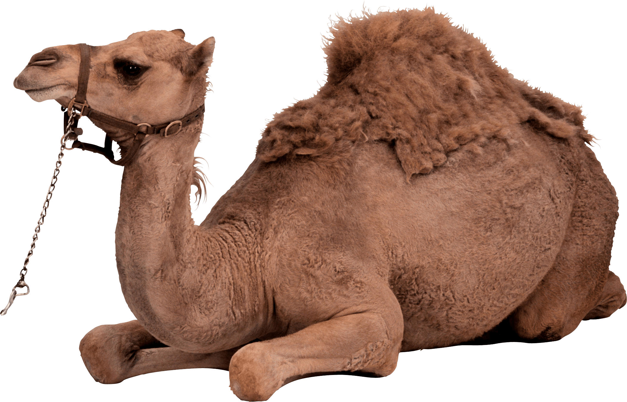 Camel Png Image PNG Image