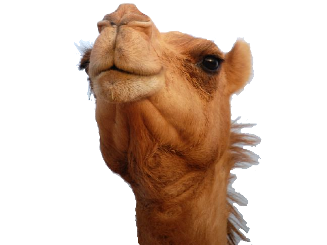 Camel Png 8 PNG Image