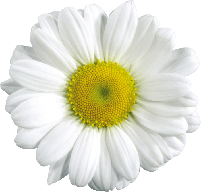 Camomile Png Image PNG Image