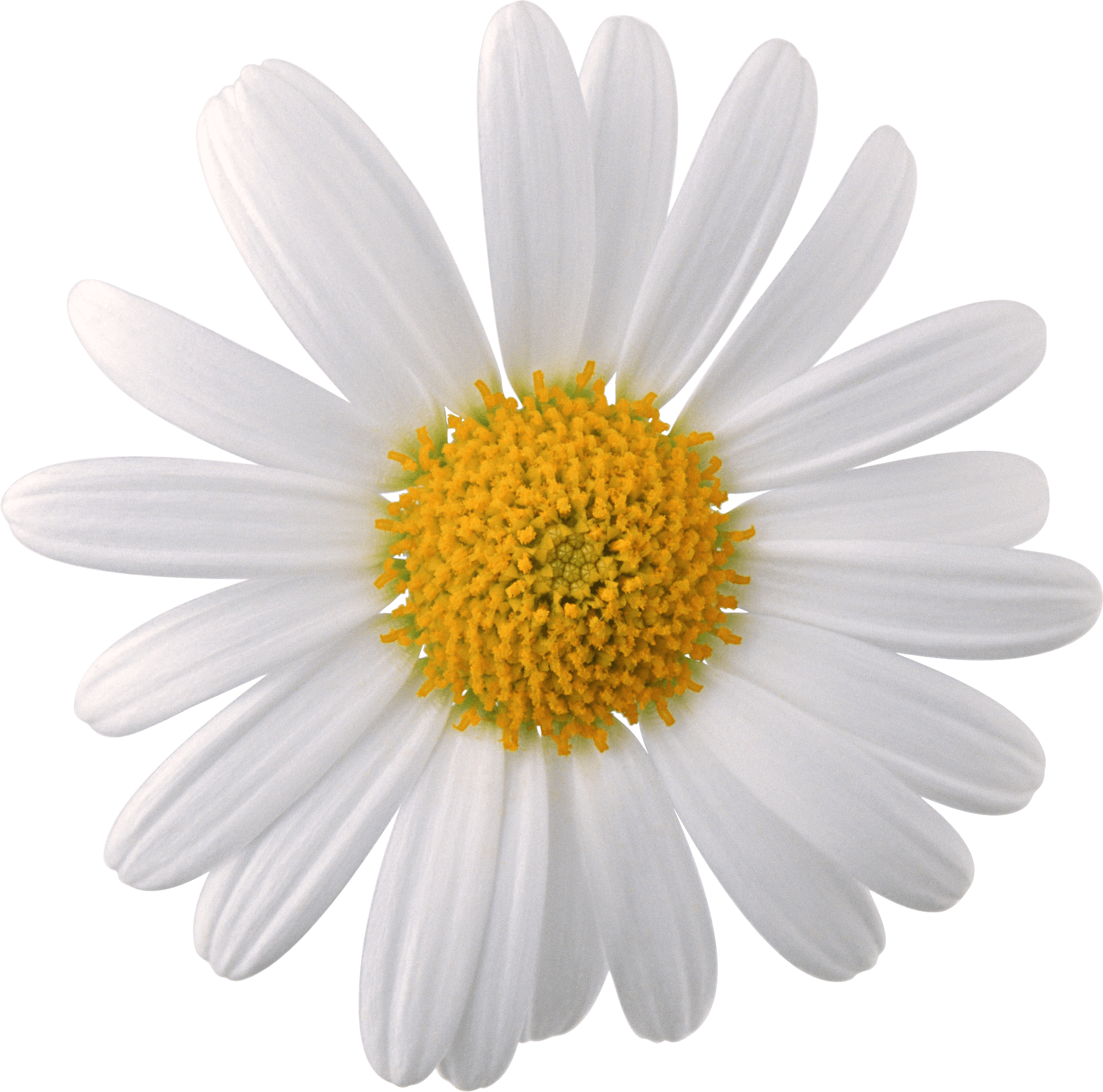 Camomile Png Image PNG Image