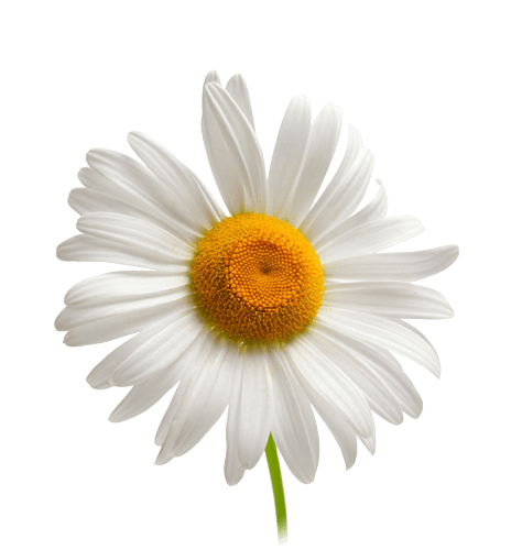 Camomile Png Image PNG Image