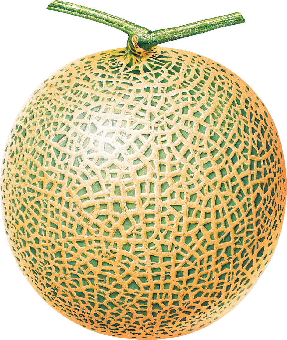 Cantaloupe Yellow Free Transparent Image HQ PNG Image