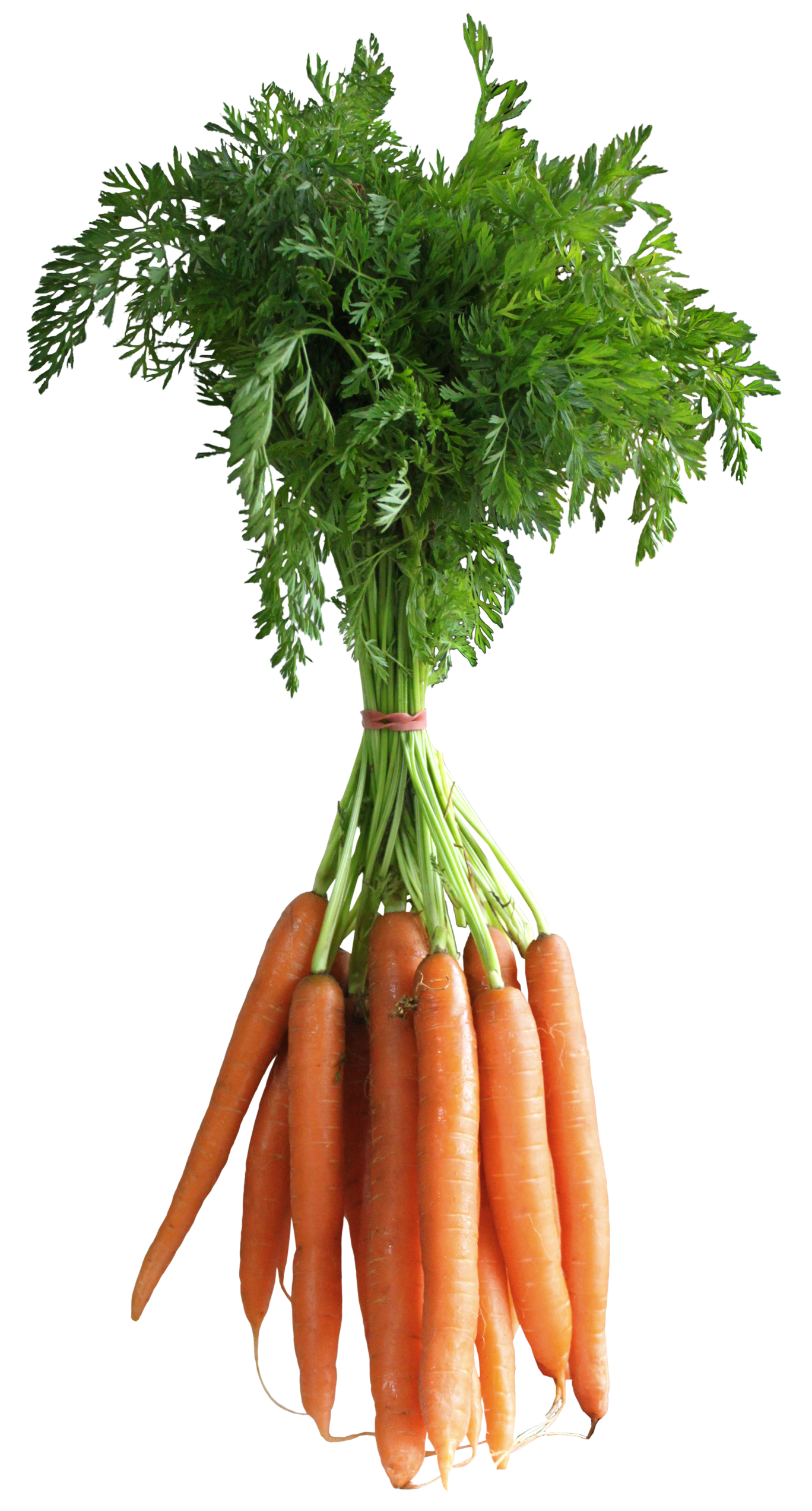 Carrot Png Picture PNG Image
