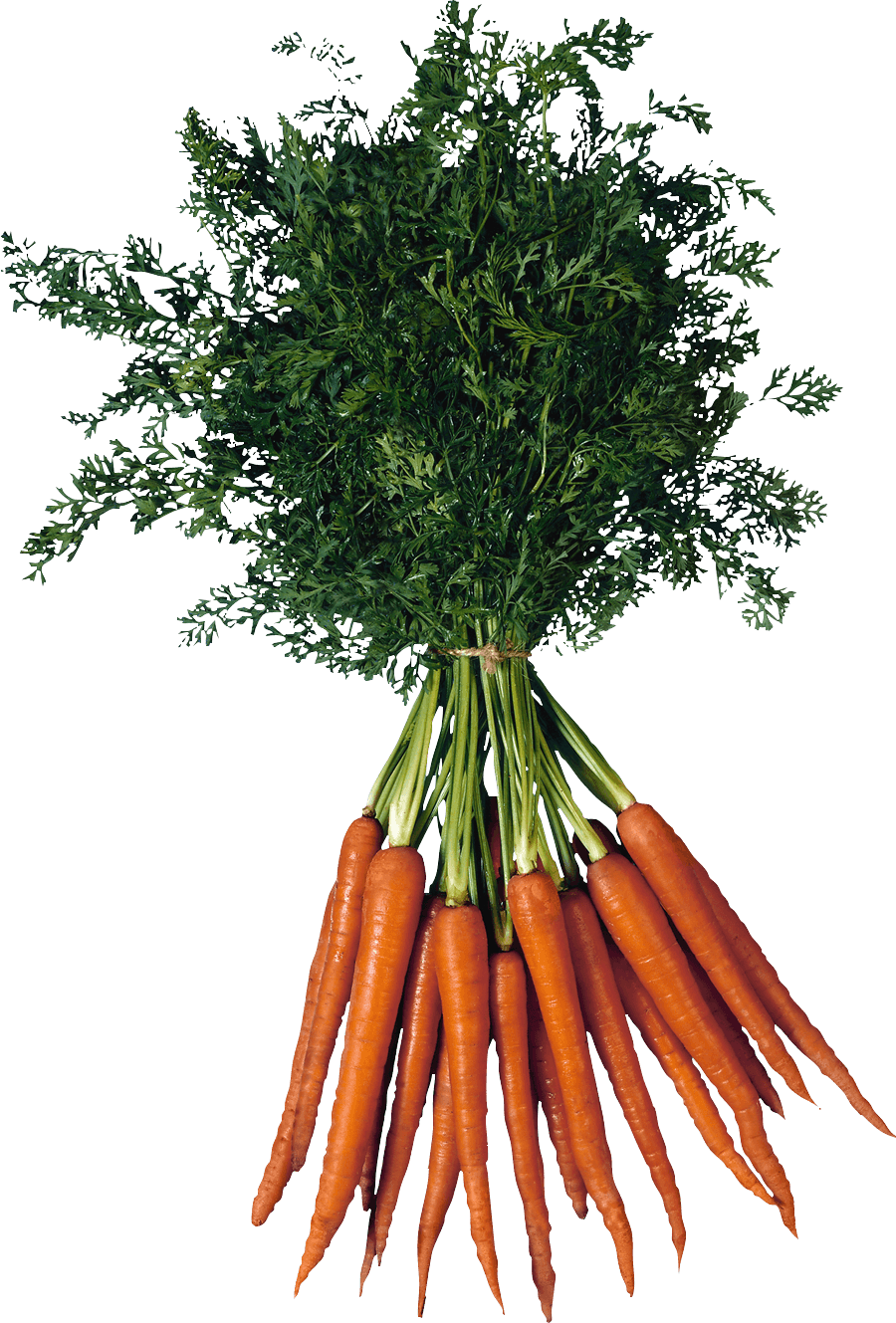 Carrot Png Image PNG Image