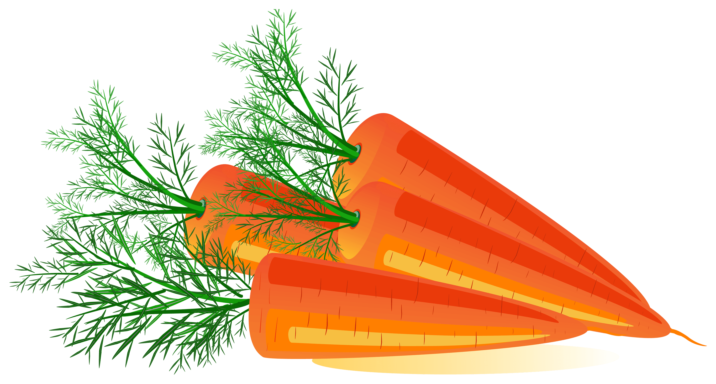 Carrot Png Image PNG Image