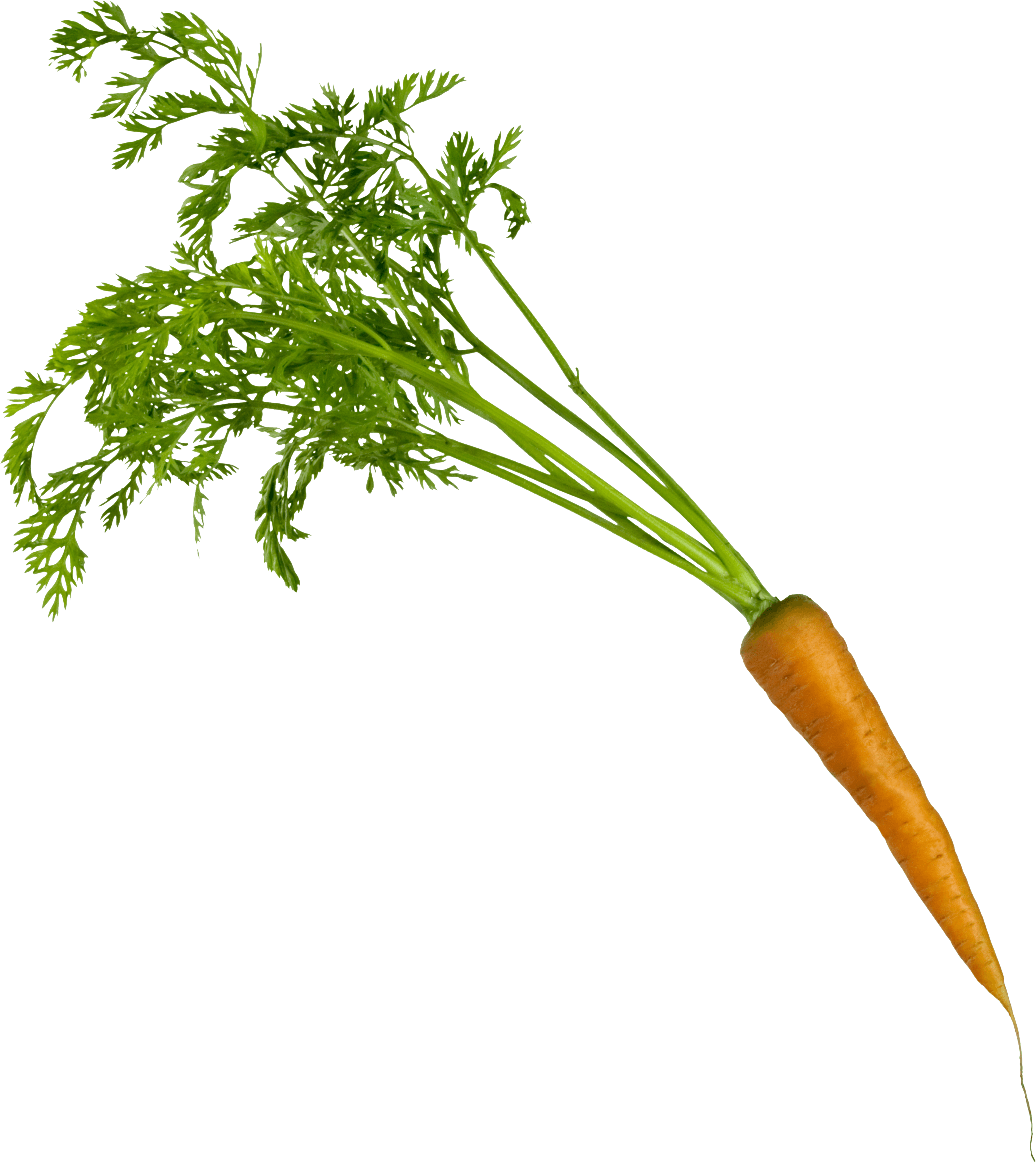 Carrot Png Image PNG Image