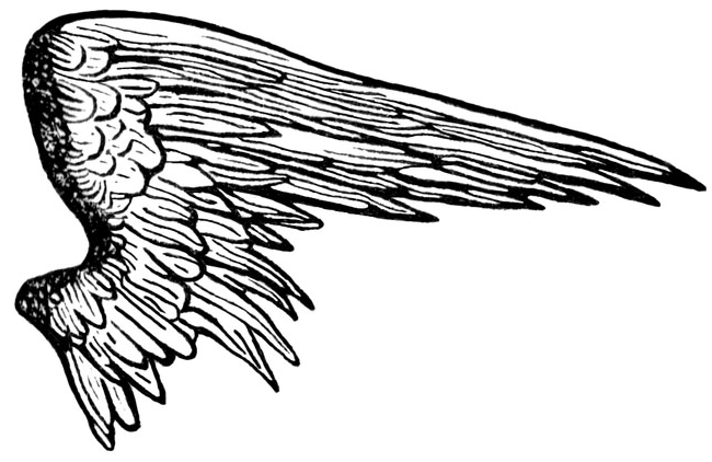 Half Wings Picture Free Download Image PNG Image