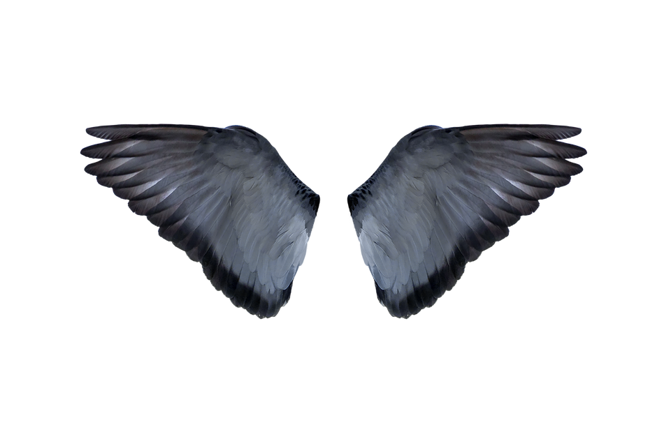 Half Wings Free PNG HQ PNG Image
