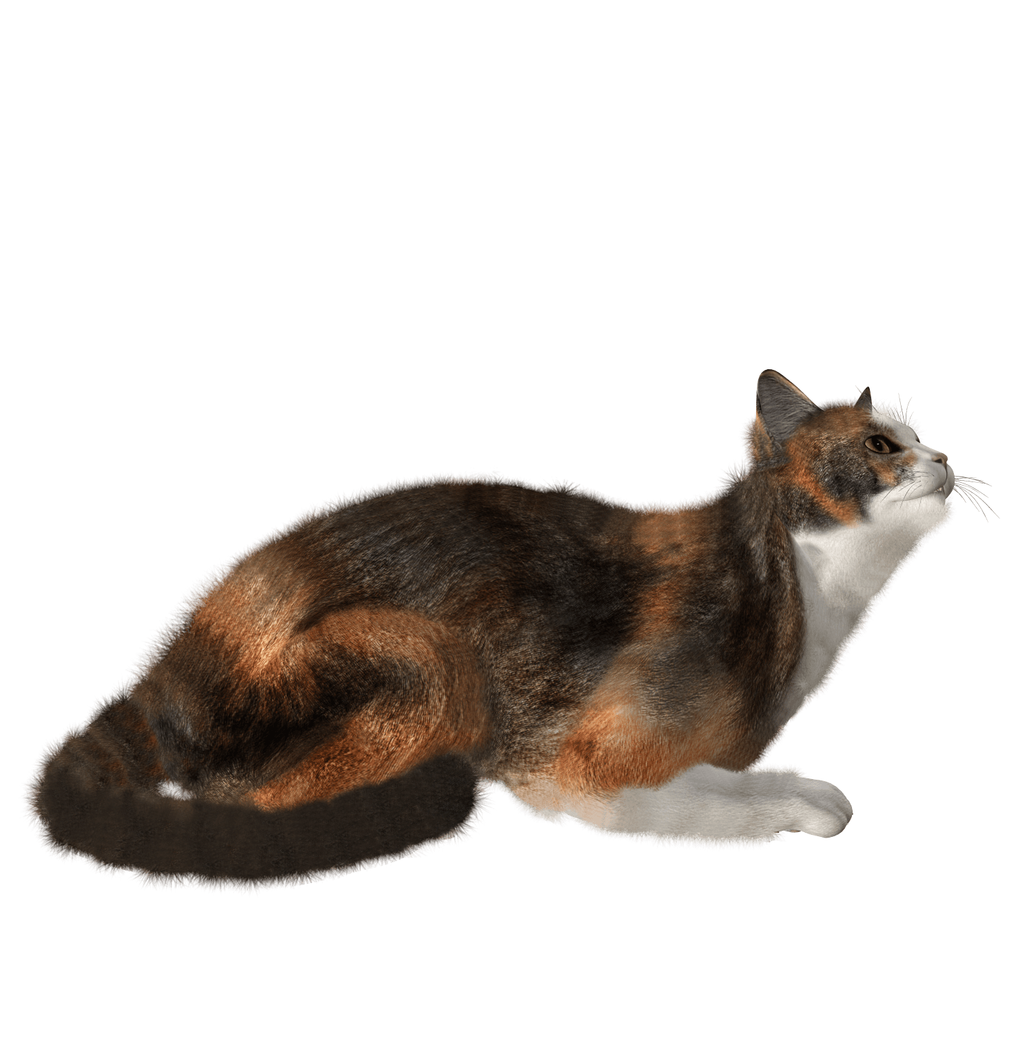 Cat Png Image PNG Image