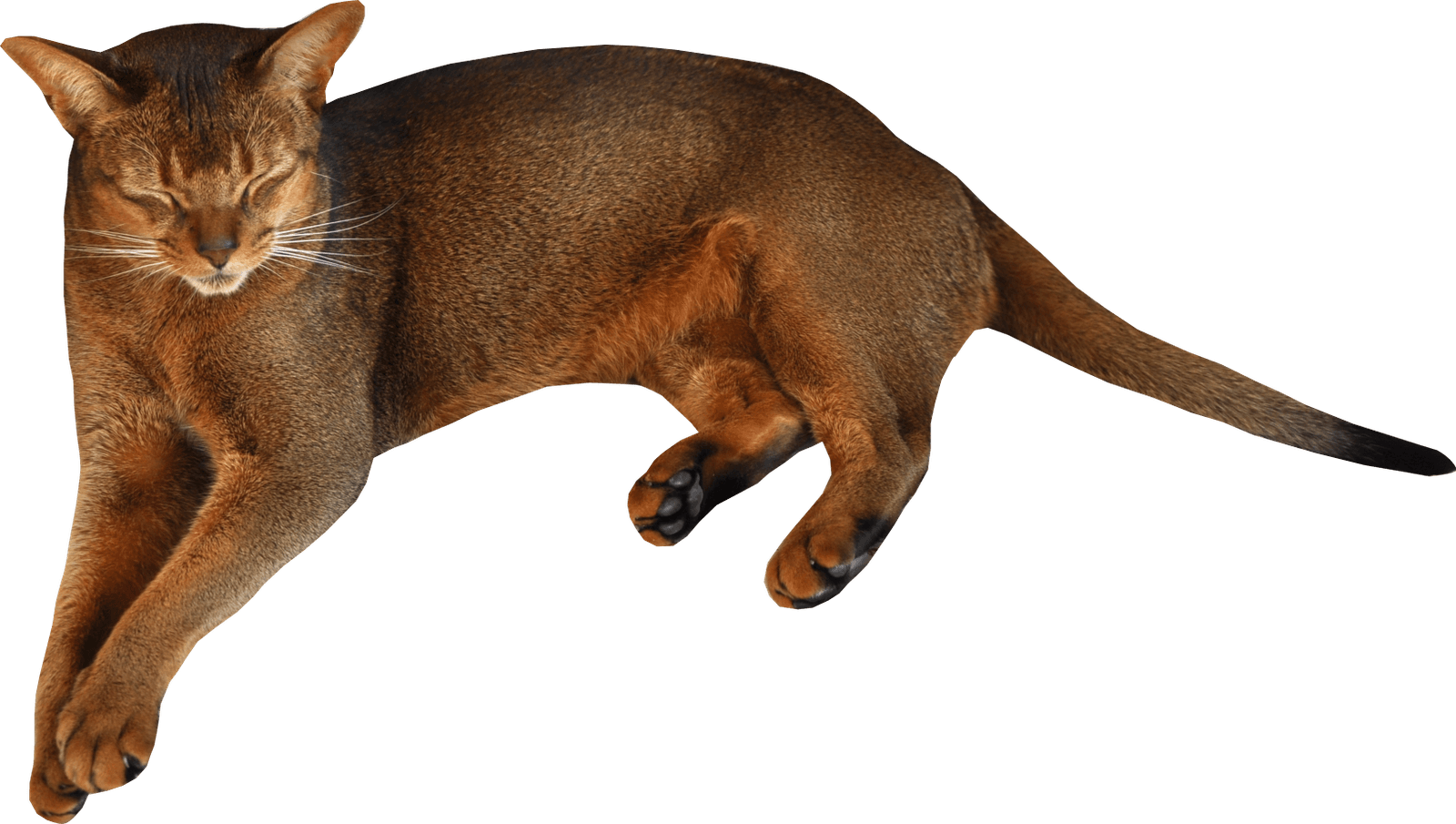 Kitten Png Image Download Picture PNG Image