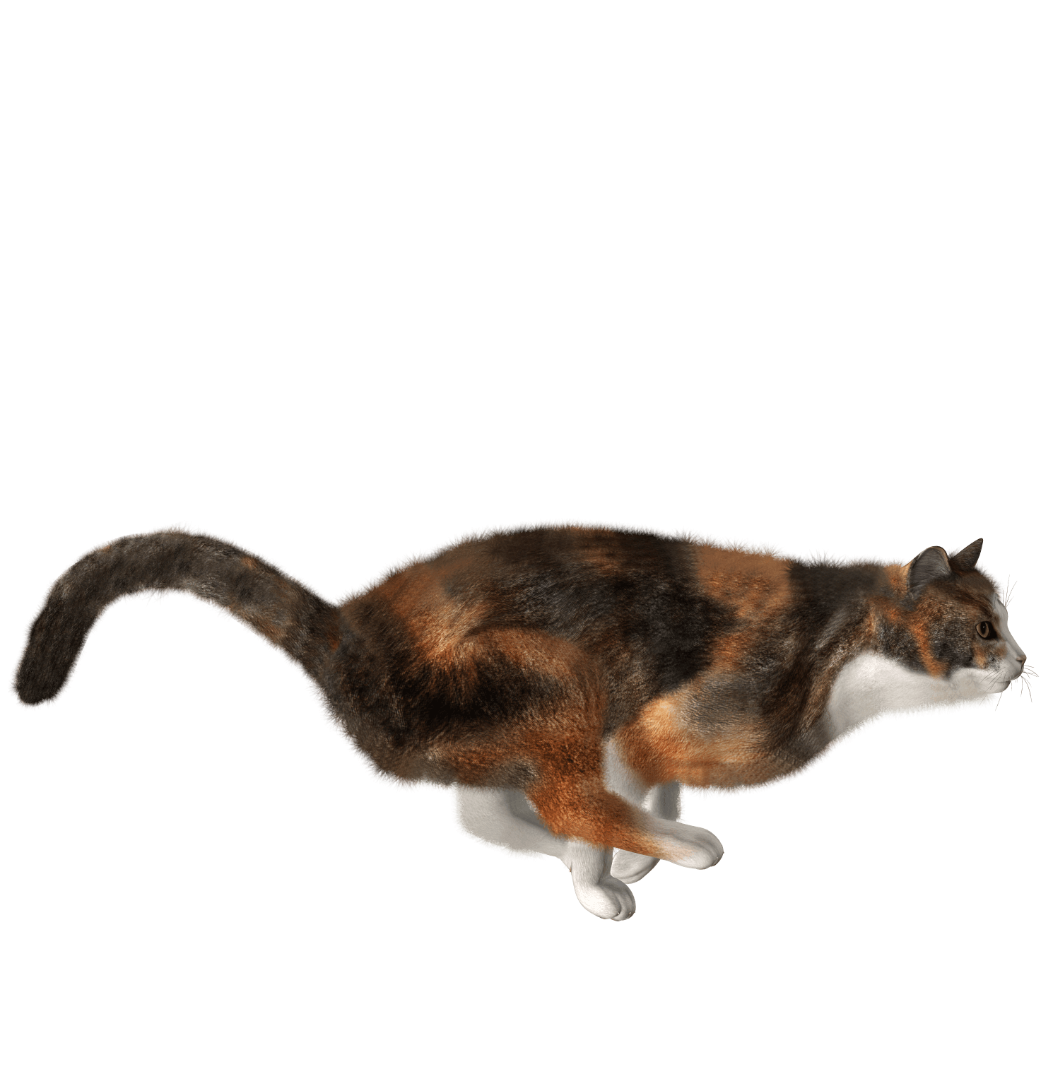 Cat Png Image Download Picture Kitten PNG Image