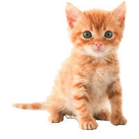 download cat free png