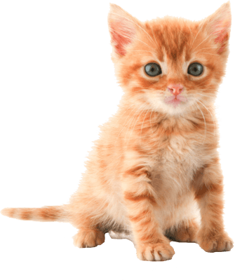 Cat Png Image Download Picture Kitten PNG Image