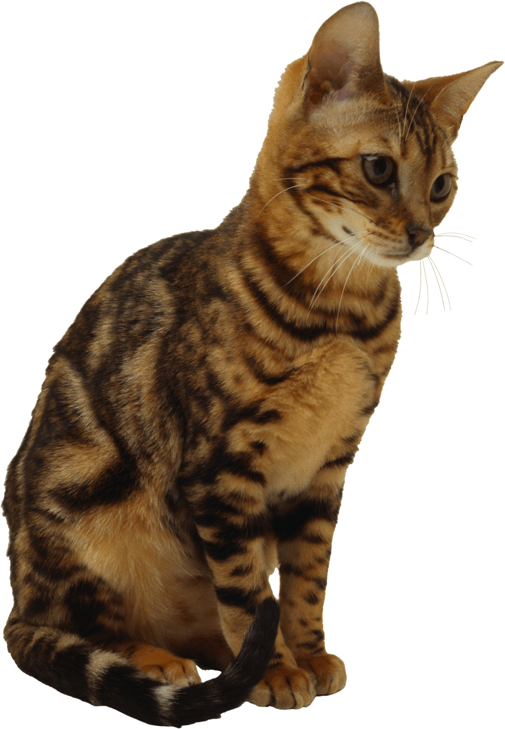 Kitten Png Image Download Picture  PNG Image