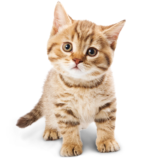 Adorable Cat PNG Image