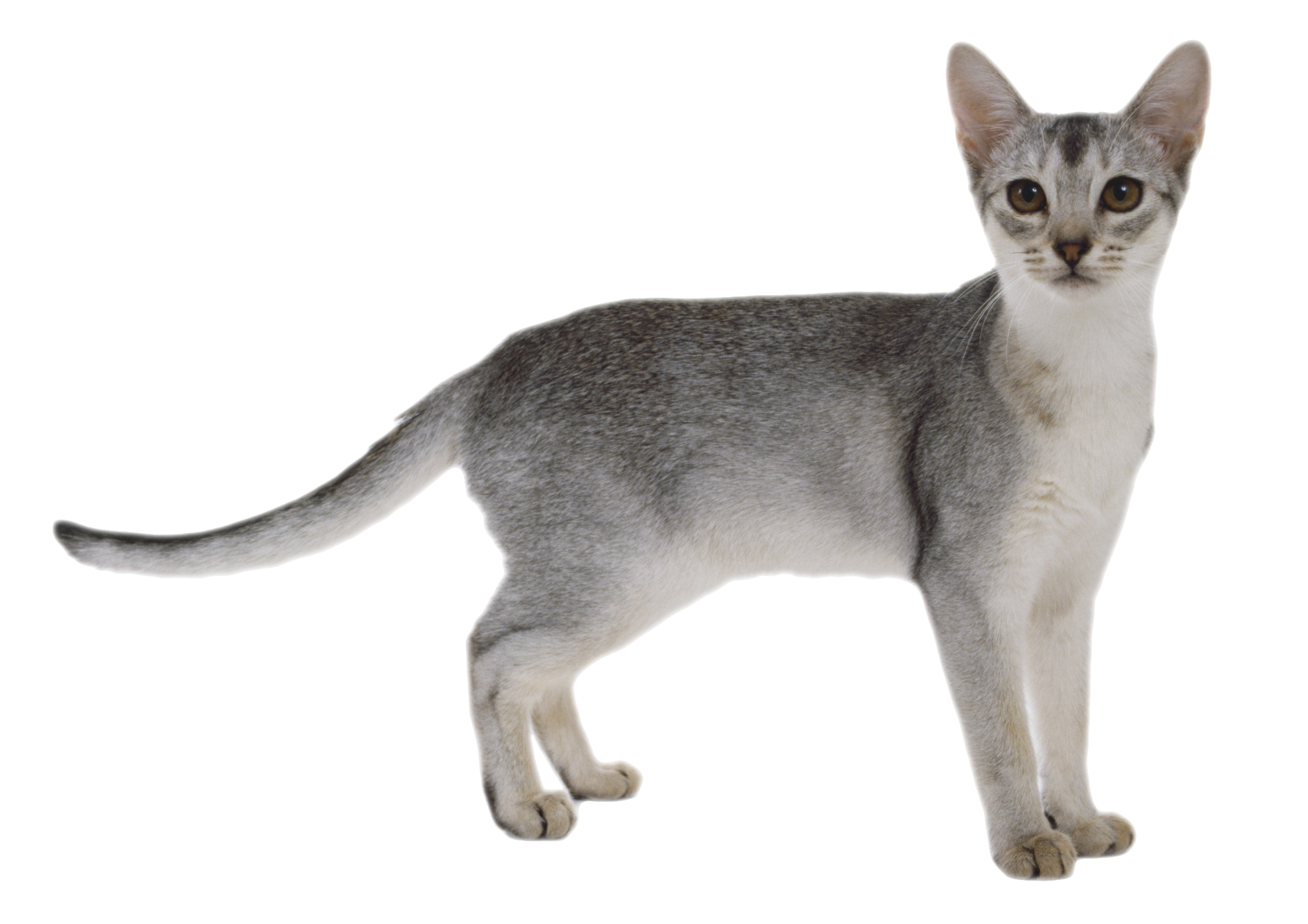 Cat Transparent PNG Image