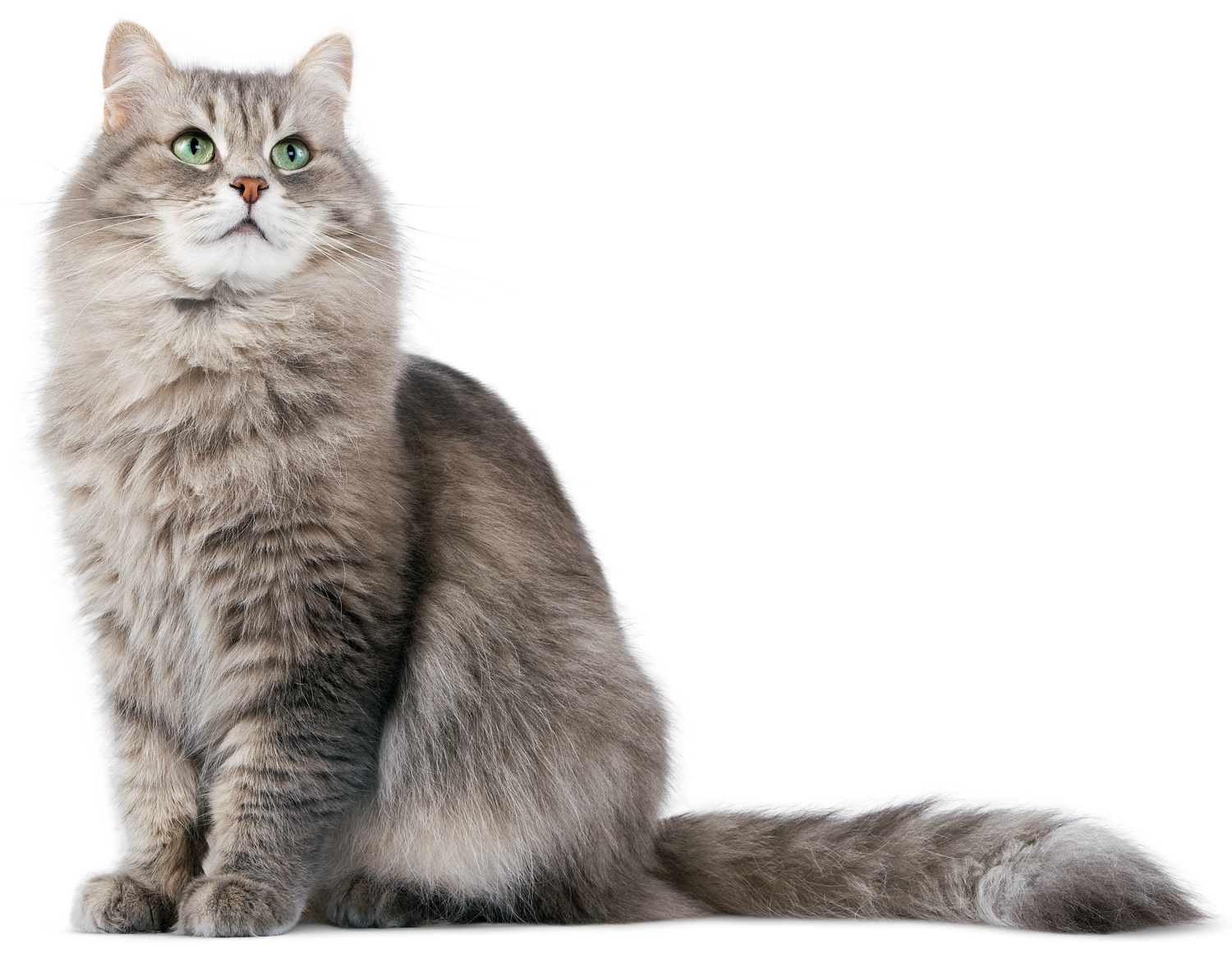 Siberian Cat PNG Image