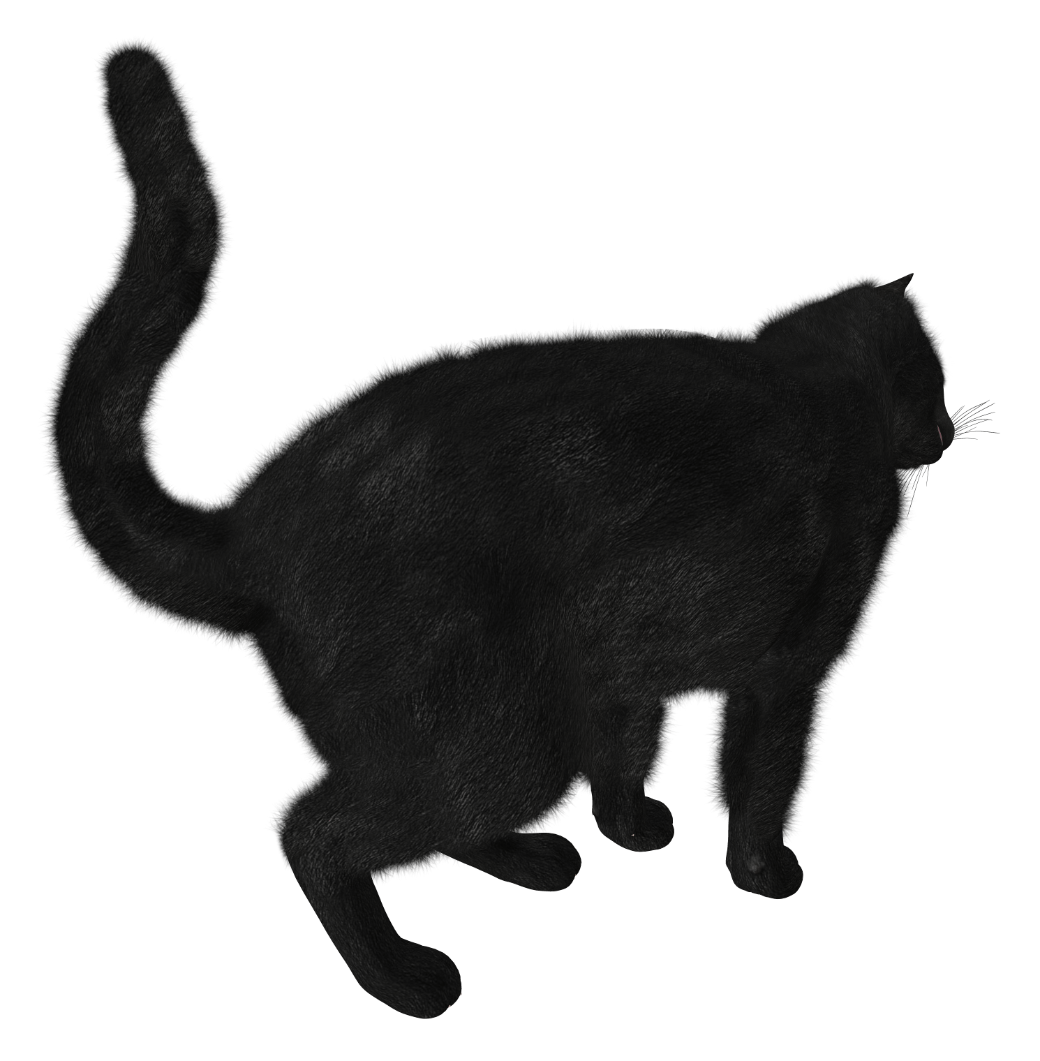 Black Cat Png Image PNG Image