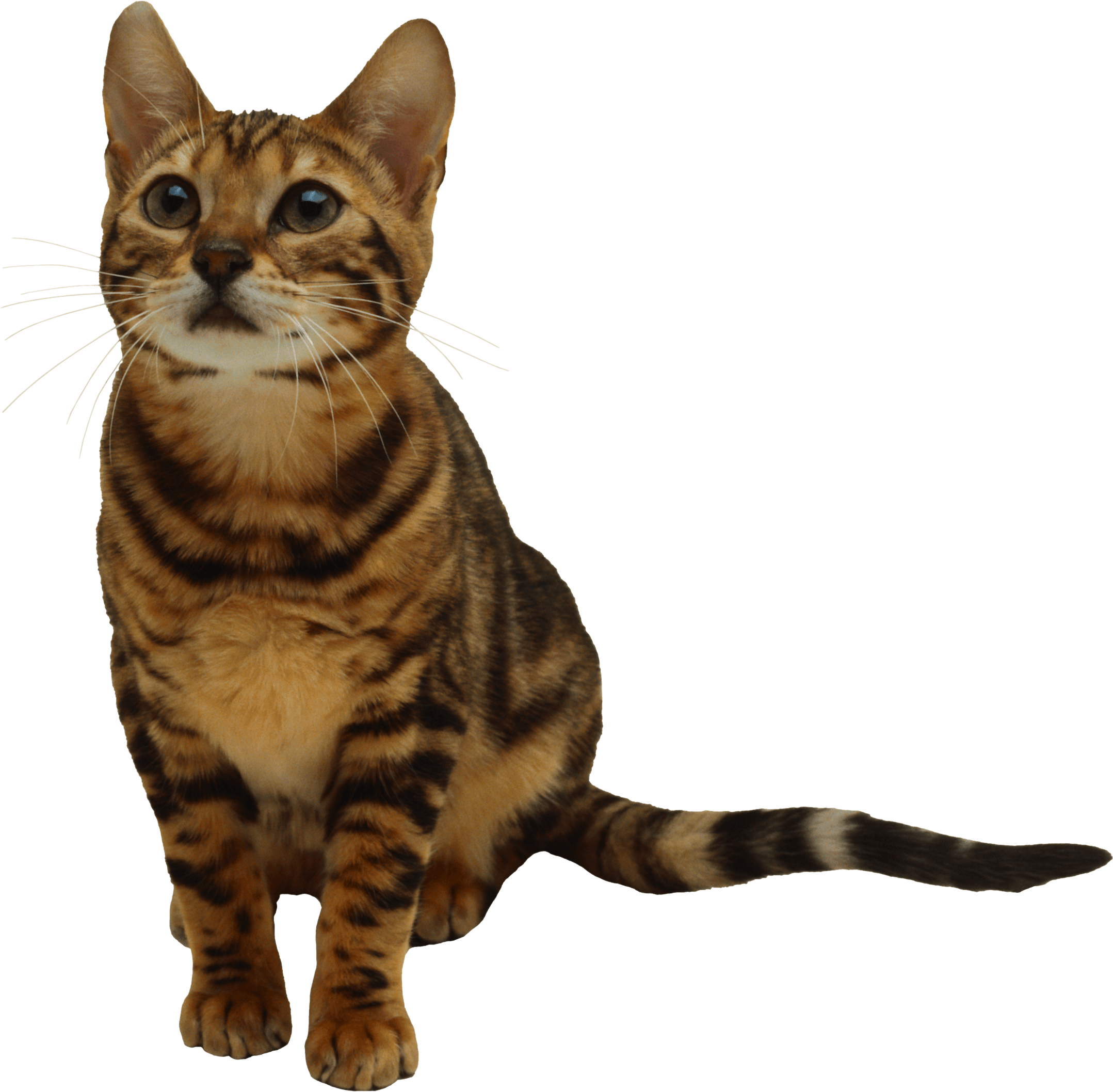 Kitten Png Image Download Picture PNG Image