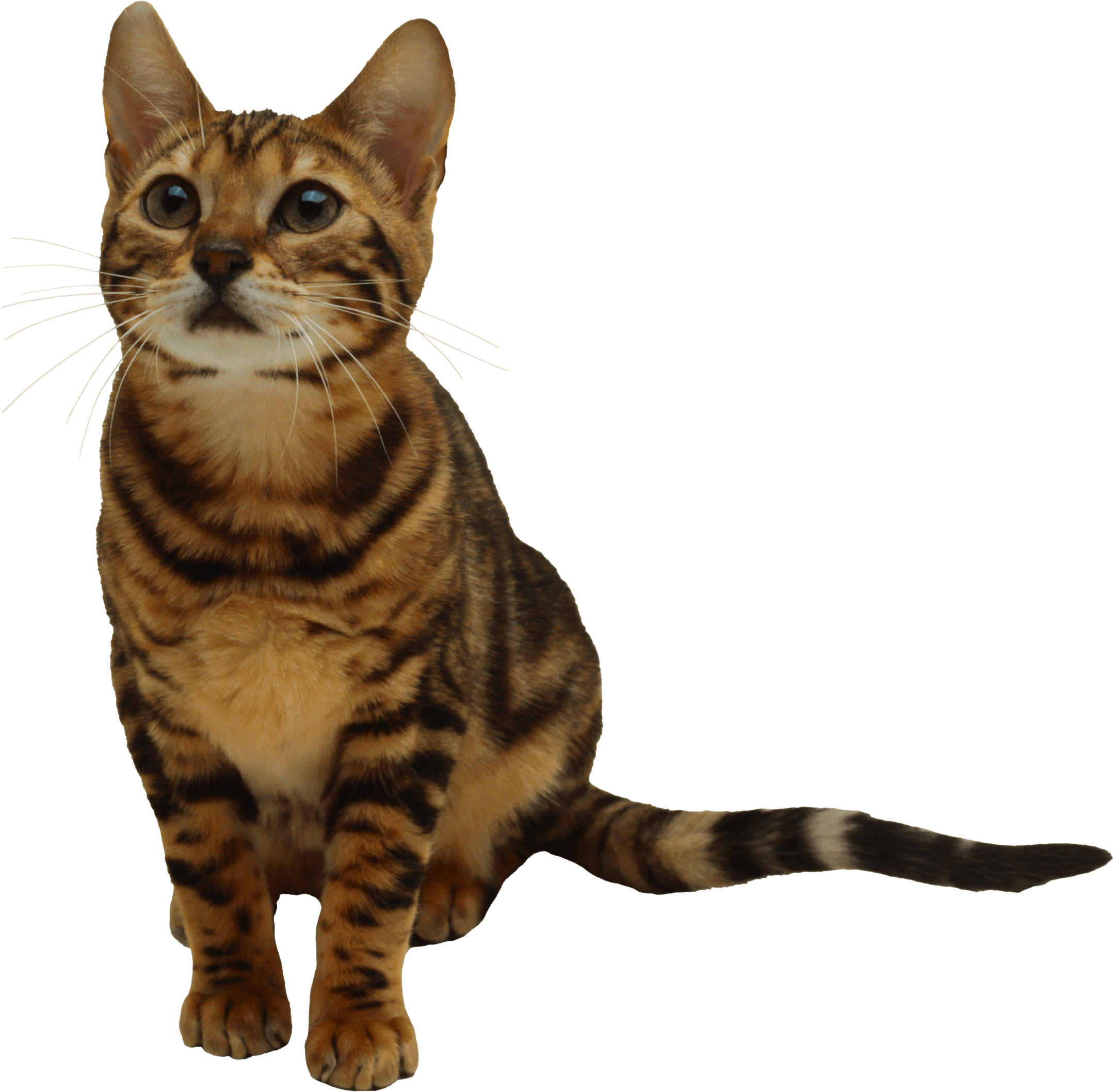 Kitten Png Image Download Picture  PNG Image