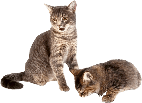 Kitten Png Image Download Picture PNG Image