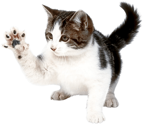Kitten Png Image Download Picture PNG Image