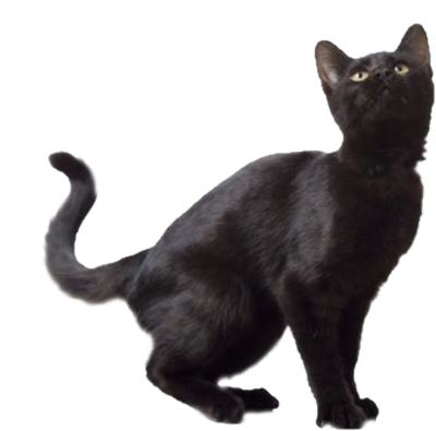 Black Cat Free Download PNG Image