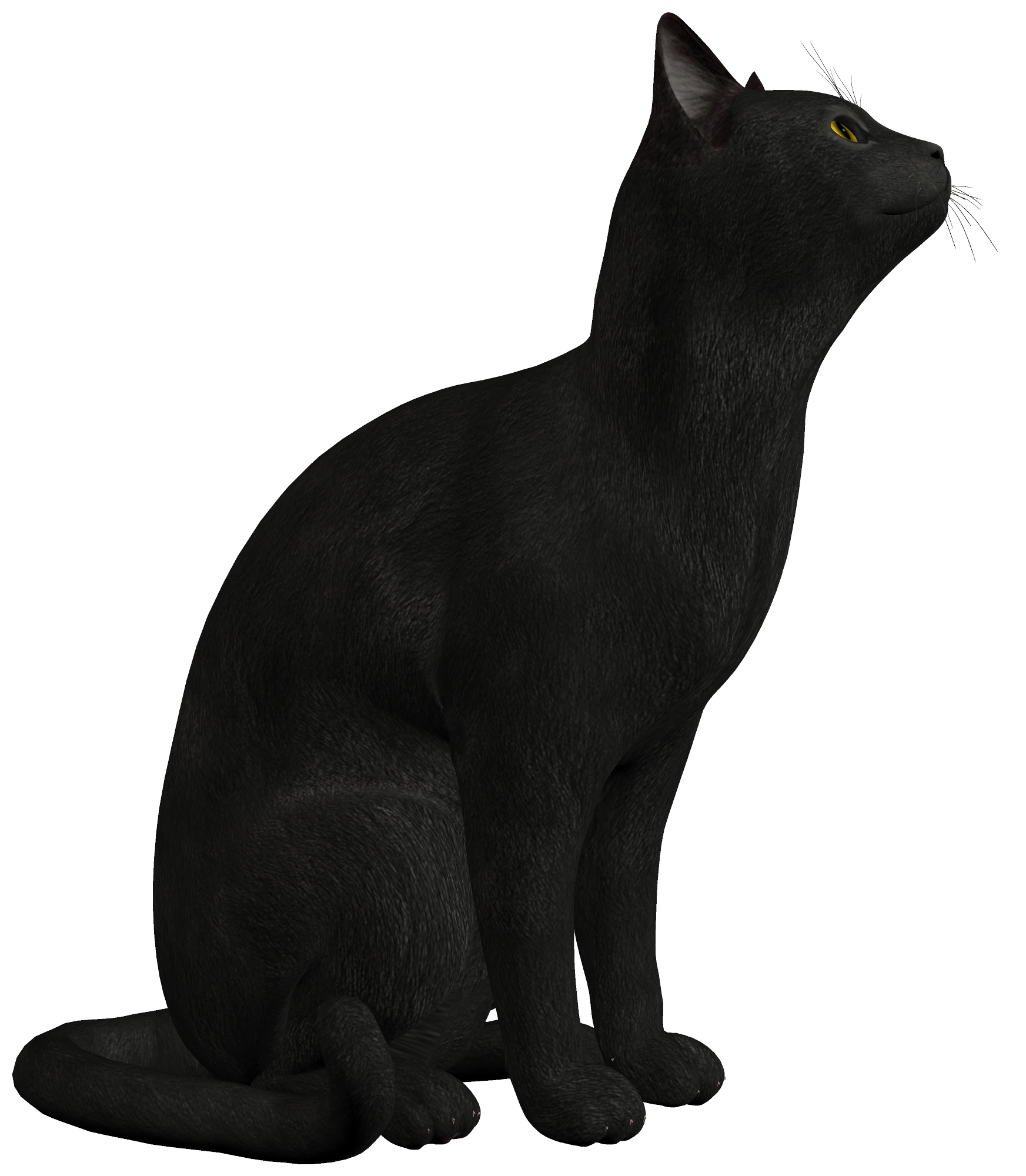 Black Cat Photo PNG Image